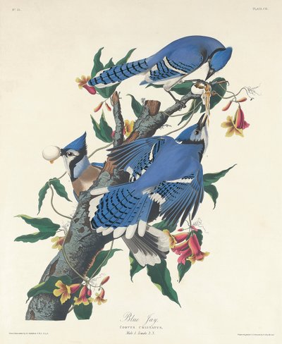 Blauwe Gaai, 1831 door John James Audubon